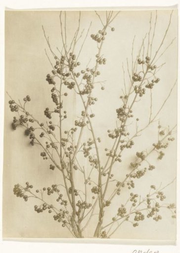 Branch of a cotoneaster
