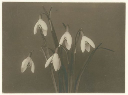Snowdrops