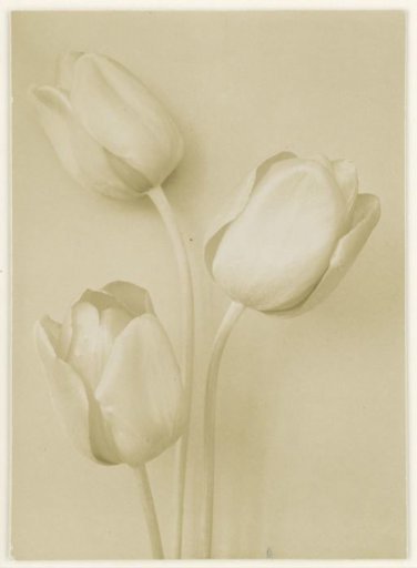 Three tulips