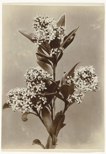Branch of a skimmia