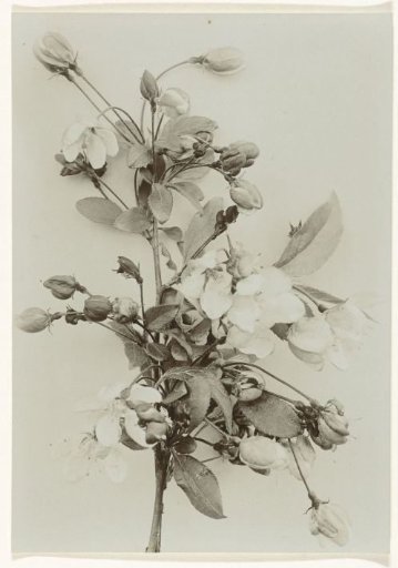 Branch with blossom of a flowering crabapple tree