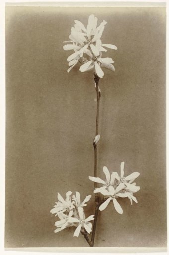 Branch with flowers