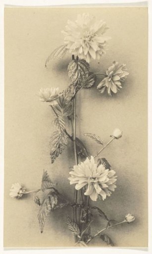 Branch with flowers