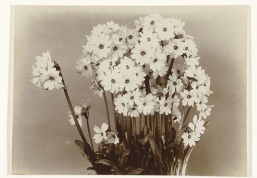 Primula rosea or primrose