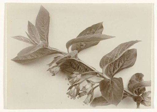 Branch of the bush honeysuckle