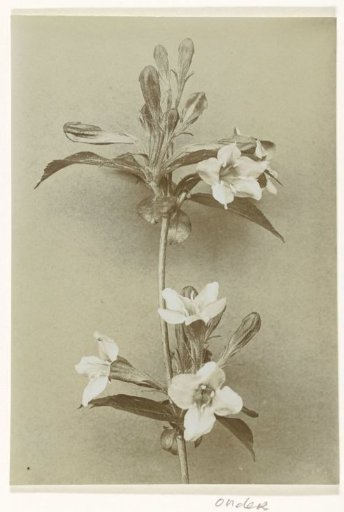 Branch of a weigela