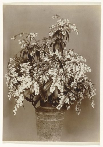 Andromeda in a pot