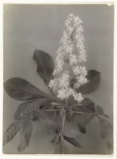 Branch with blossom of a wild chestnut