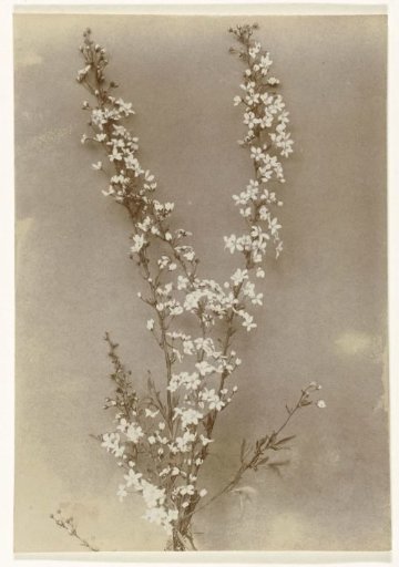 Branch of a spirea in bloom