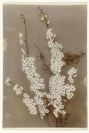 Flowers of the spirea