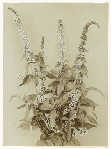 Branches of a butterfly bush