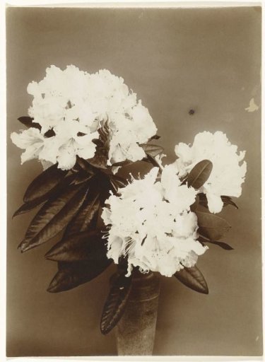 Flowers of the rhododendron