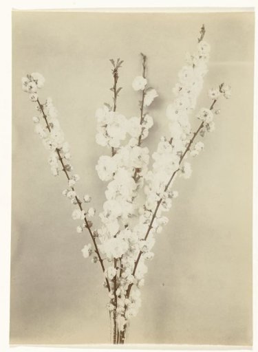 Branches with blossom of an almond tree