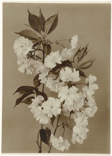 Branches with blossom of a Japanese ornamental cherry