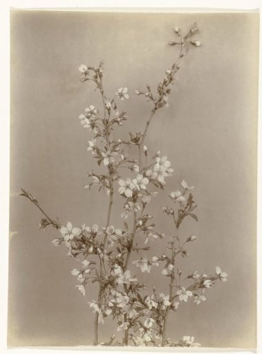 Blooming branches of a weeping cherry