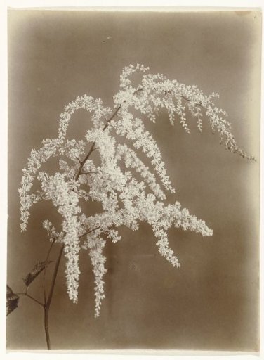 Branch of an Astilbe
