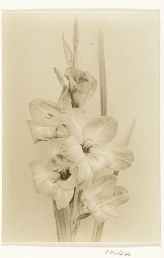 Branch of a Gladiolus