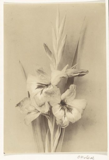 Branch of a Gladiolus