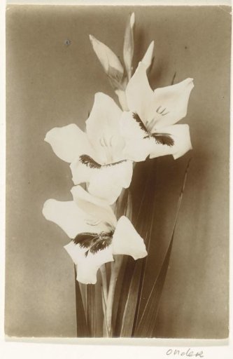 Branch of a Blooming Gladiolus