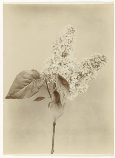 Branch of a Lilac