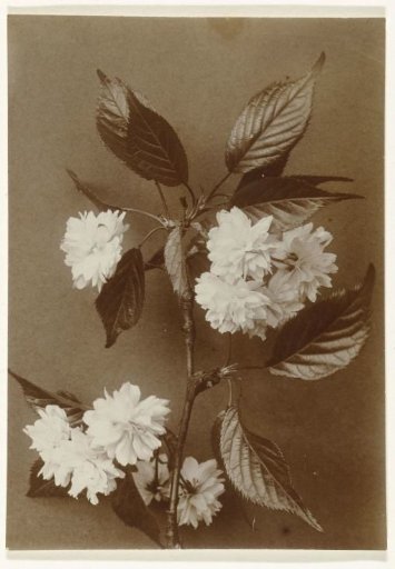 Branch of an Ornamental Cherry