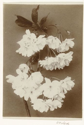 Branch of an Ornamental Cherry