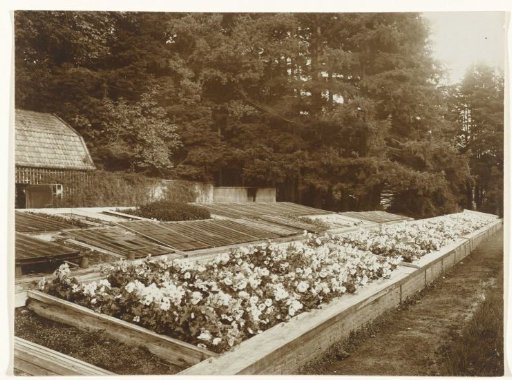 Flowerbeds with Begonias in the Park of Paleis Het Loo in Apeldoorn