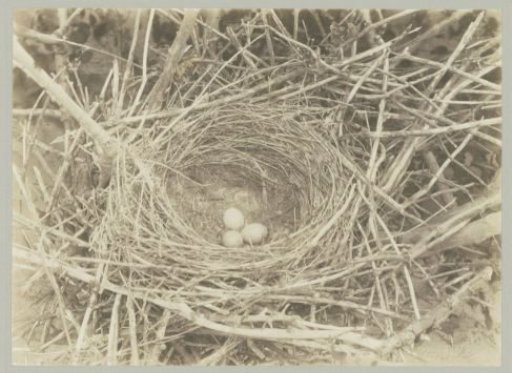 Crow's nest with eggs