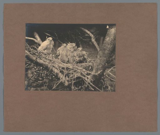 Young falcons in a nest