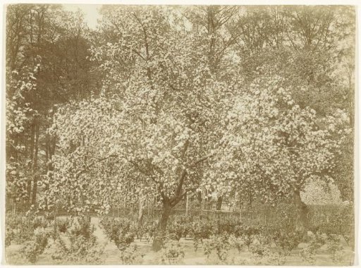 Apple Tree in Bloom
