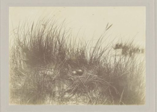 Nest of the herring gull with eggs