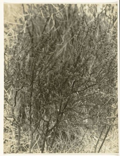 Branches of a tree or shrub