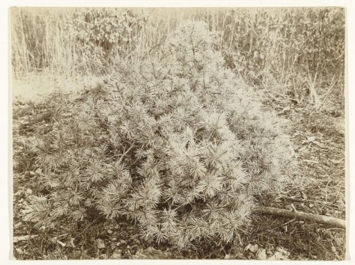 Scots Pine or Pine Tree