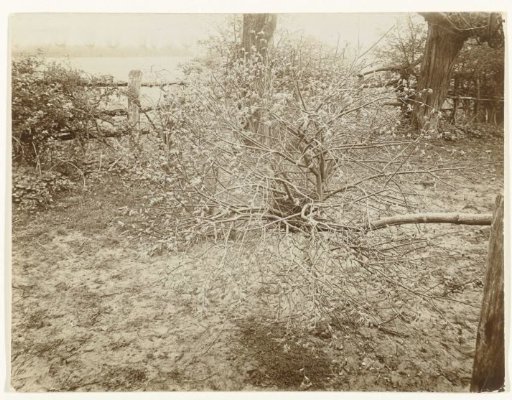 Elm with Witch's Broom