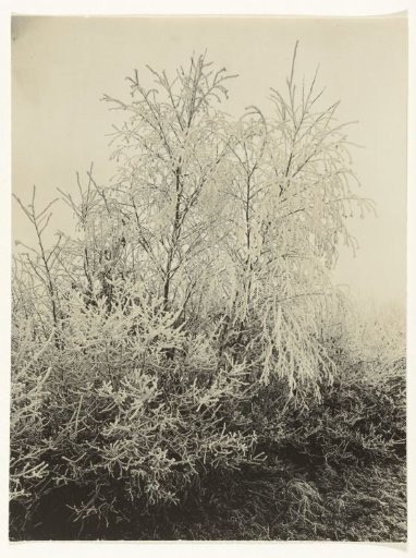 Bush Covered with Frost in Voorst