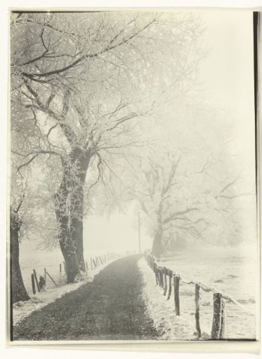 Country Road with Trees and Telegraph Lines Under the Snow