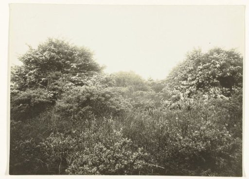 Hawthorn in Bloom