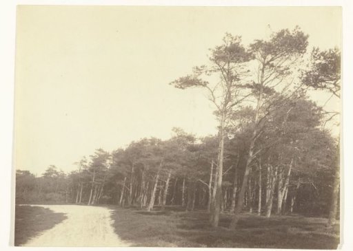 Forest Landscape with Pine Trees near Bergen