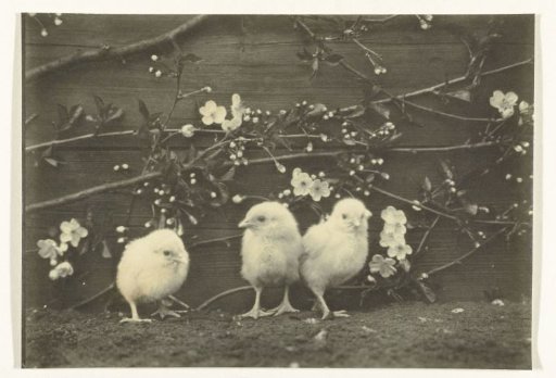 Three Chicks in Front of a Wooden Wall with Blooming Blossoms