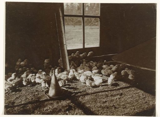 Chicks in a Coop
