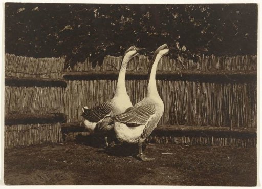 Two Geese