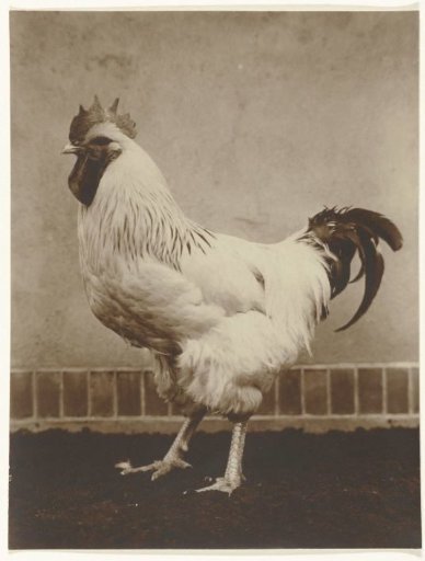 Animal Study of a Rooster
