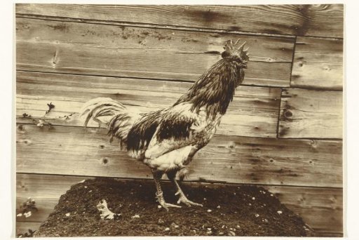 Rooster in Front of a Wooden Fence
