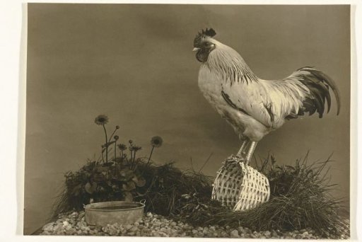 Rooster in a Photography Studio