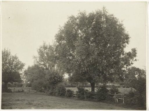 Pollard Willows
