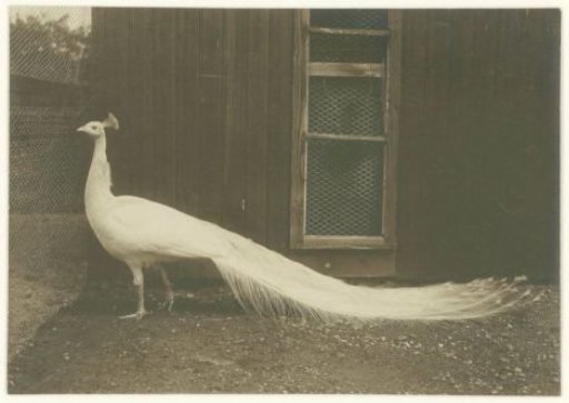 Animal study of a peacock