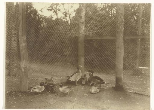 Ducks in a Coop