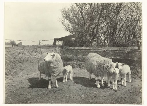 Sheep and Lambs