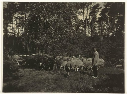 Shepherd with Dog and Sheep