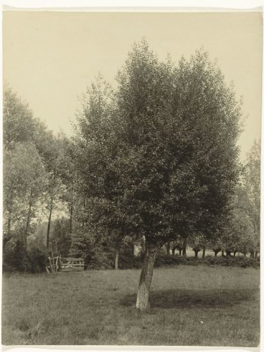 Pollard Birch in a Meadow